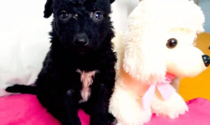 Sanela, Sury, Scott in Stakkabo