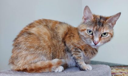 Milena, Tuttu Frutti, Kiki Riki