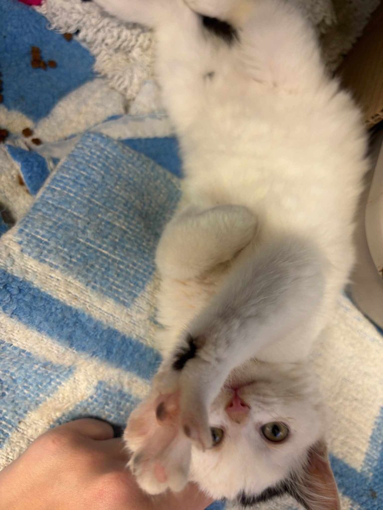 464787324 862295172762952 1803244545767036477 n