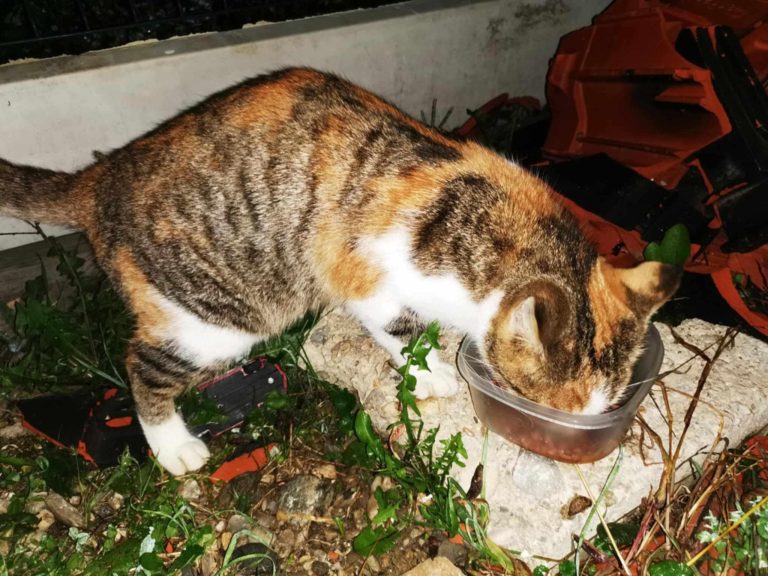 465678166 868676838791452 3110819916919018515 n