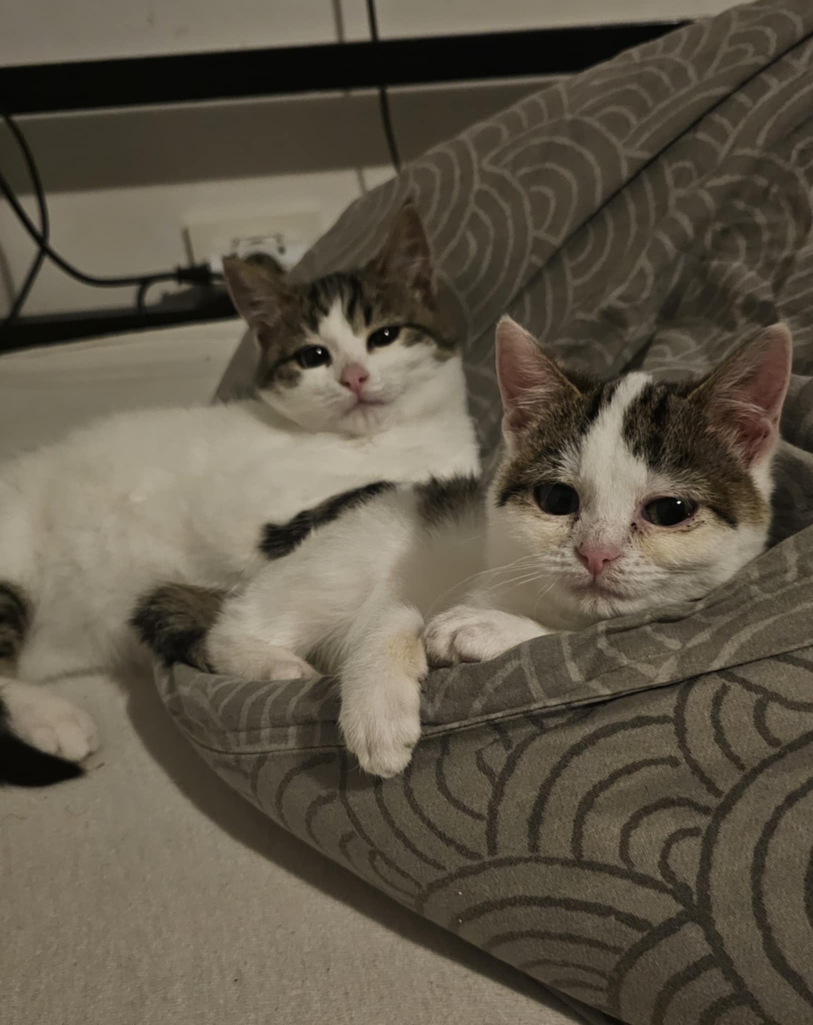 Domov 23 468073267 880201827638953 8954935686792759671 n