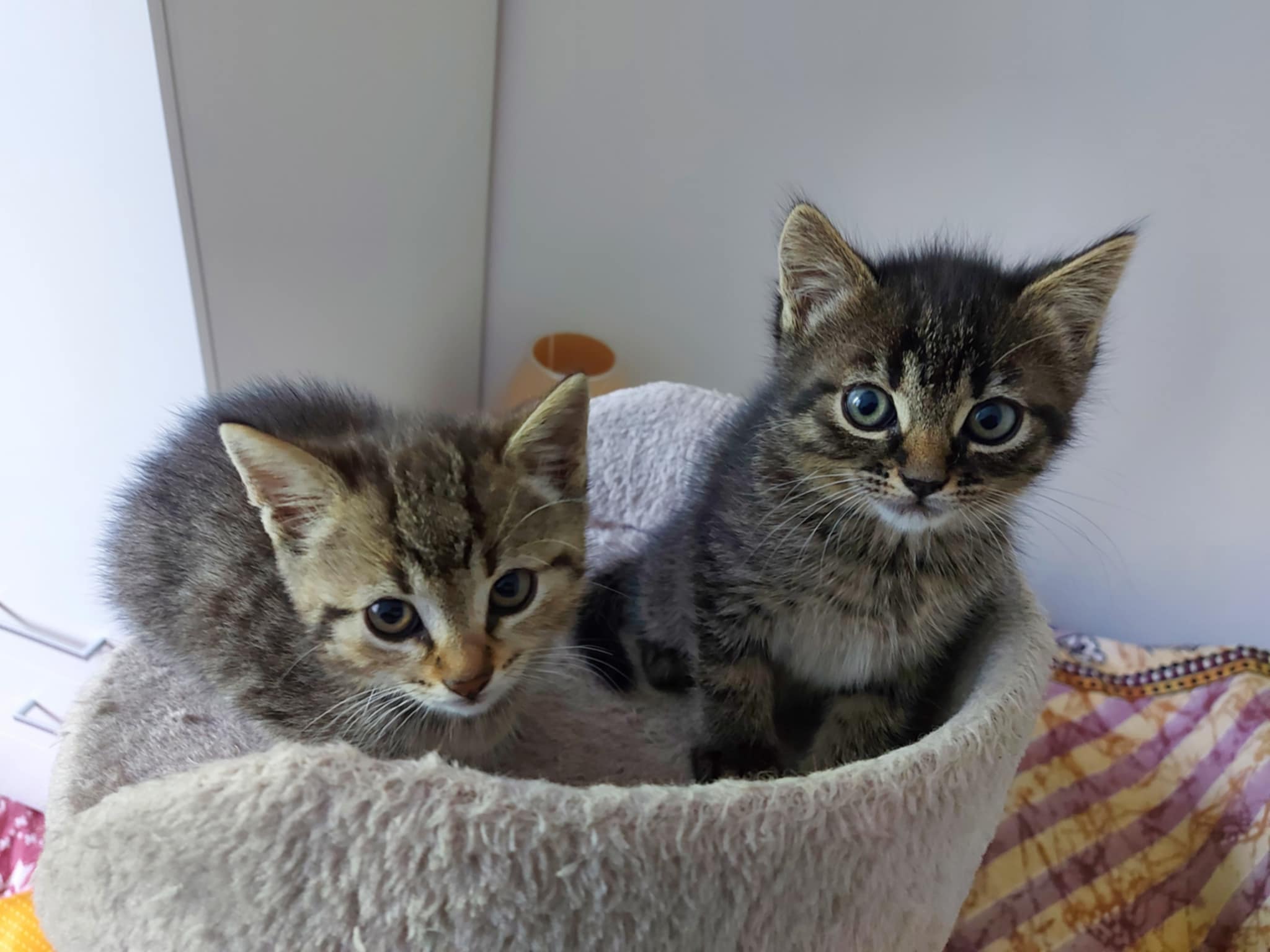 Domov 14 495126424 1009770294682105 6319979141352411425 n