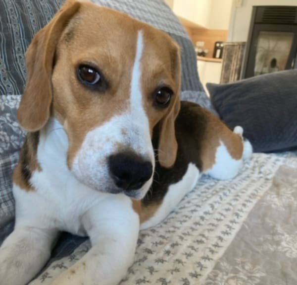 Domov 16 509006126 1032119882447146 3186461915261883264 n 1 1