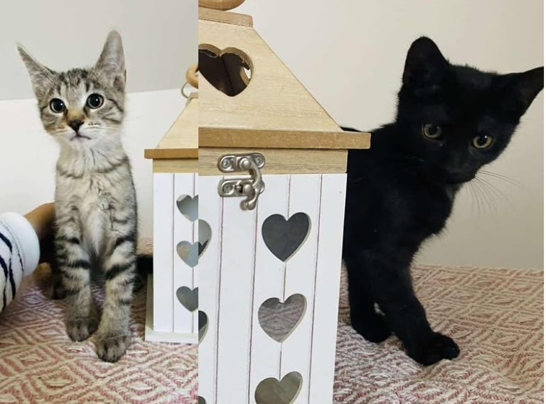 560100194 1123824229943377 2712103413050540935 n