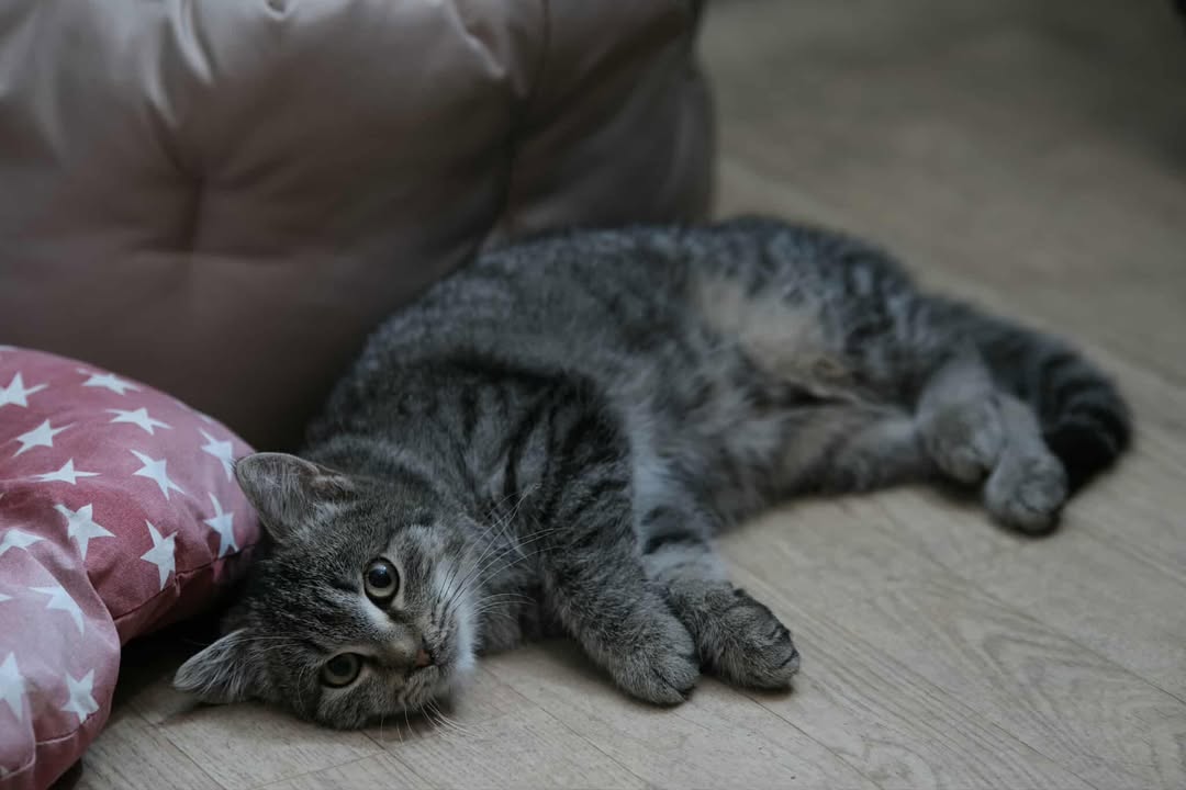 Domov 10 595513848 1174214971570969 2474165099862560601 n