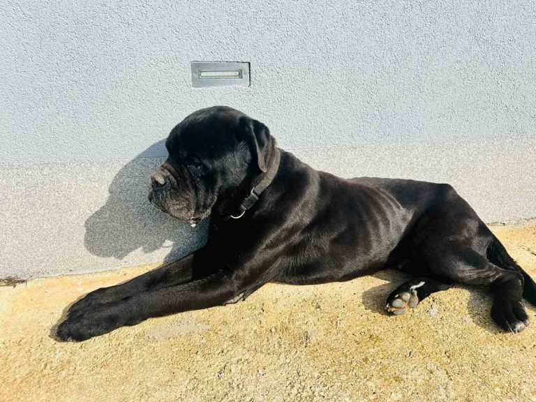 Princ 5 Veliki črni pes leži na soncu ob steni, sproščeno in umirjeno.