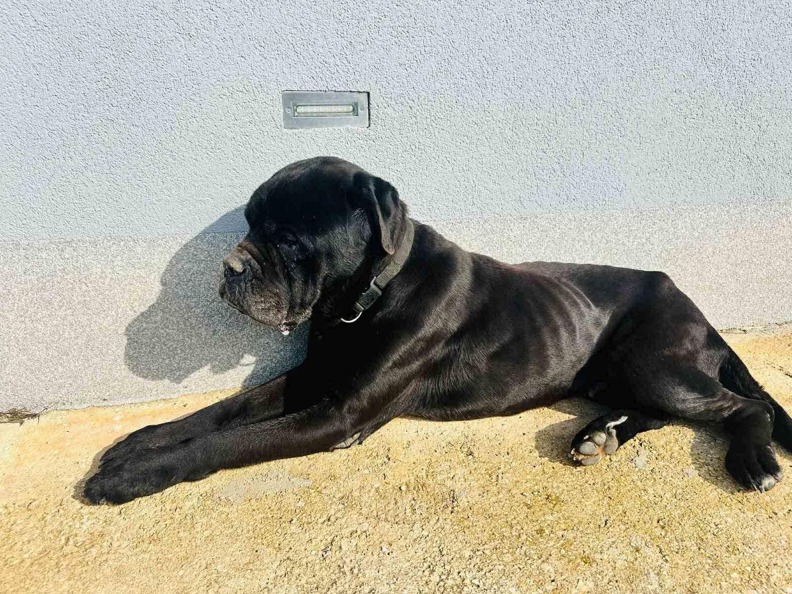 Veliki črni pes leži na soncu ob steni, sproščeno in umirjeno.