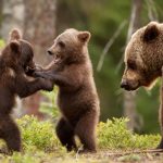 Medvedi mladiči in odrasli medved v gozdu, naravni habitat, zaščita vrste.