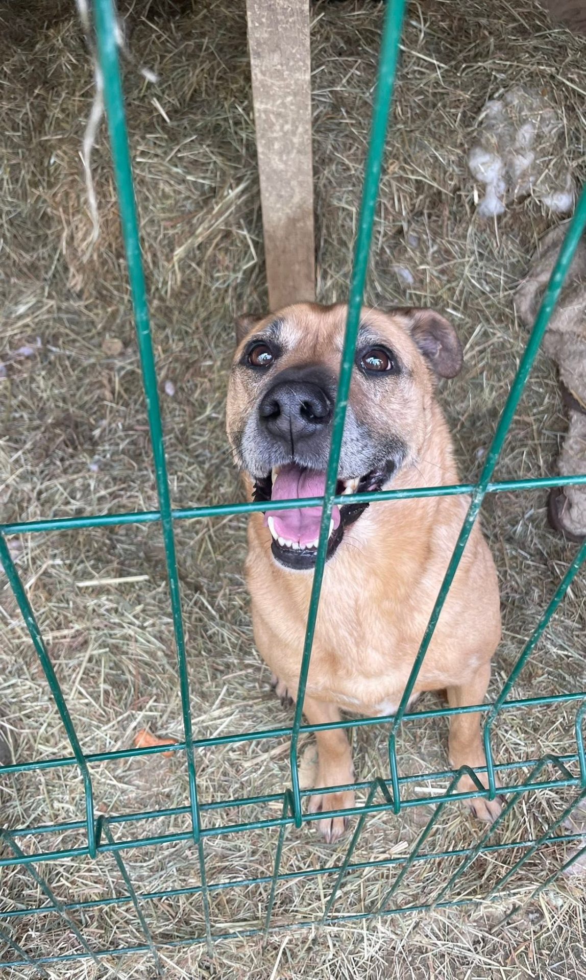 Vesel pes za rešetkami na dvorišču, vabi na igro in pozornost.