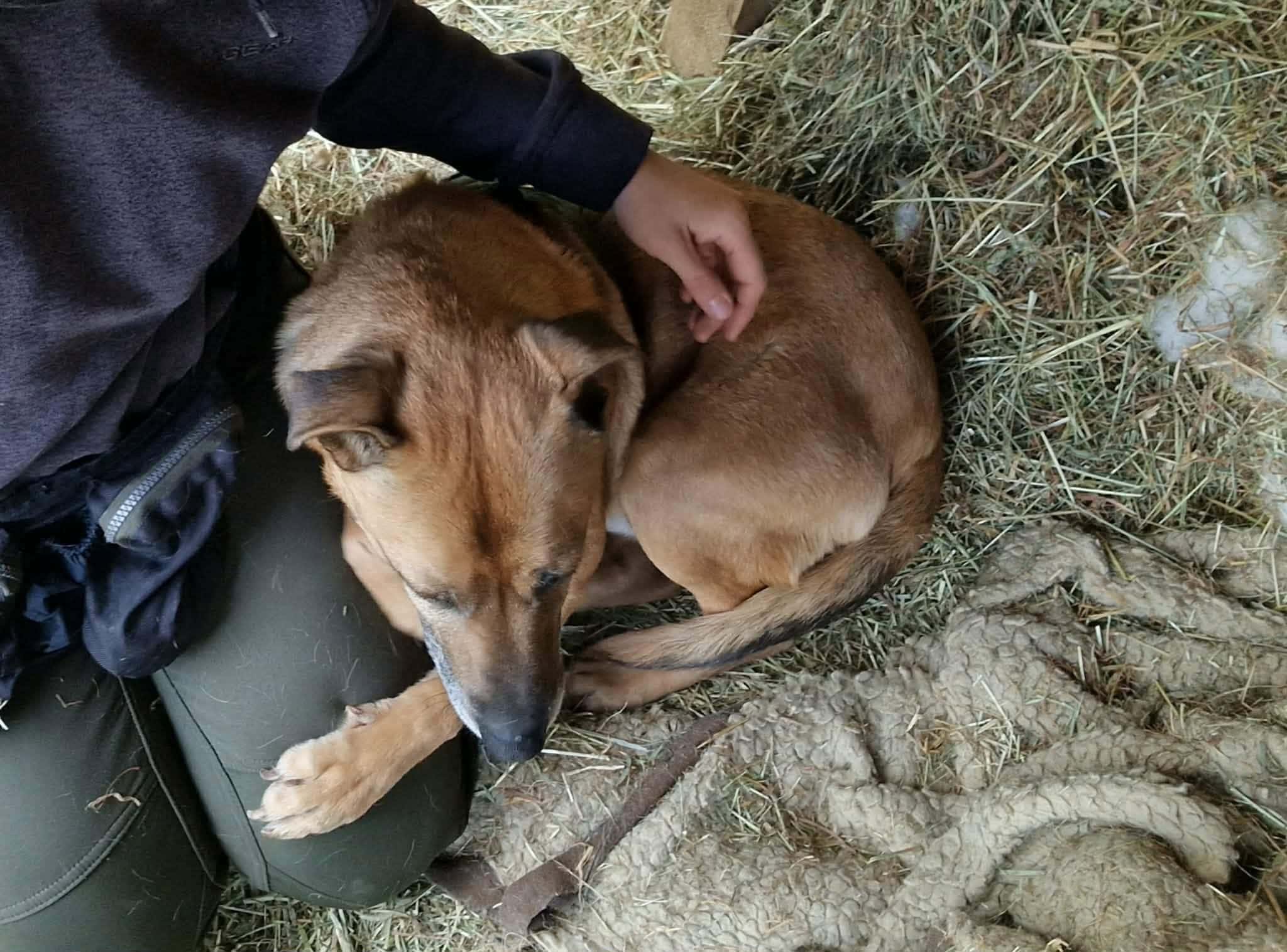 Prijazen pes, ki počiva na tleh ob travi in korenju, v naravnem okolju.