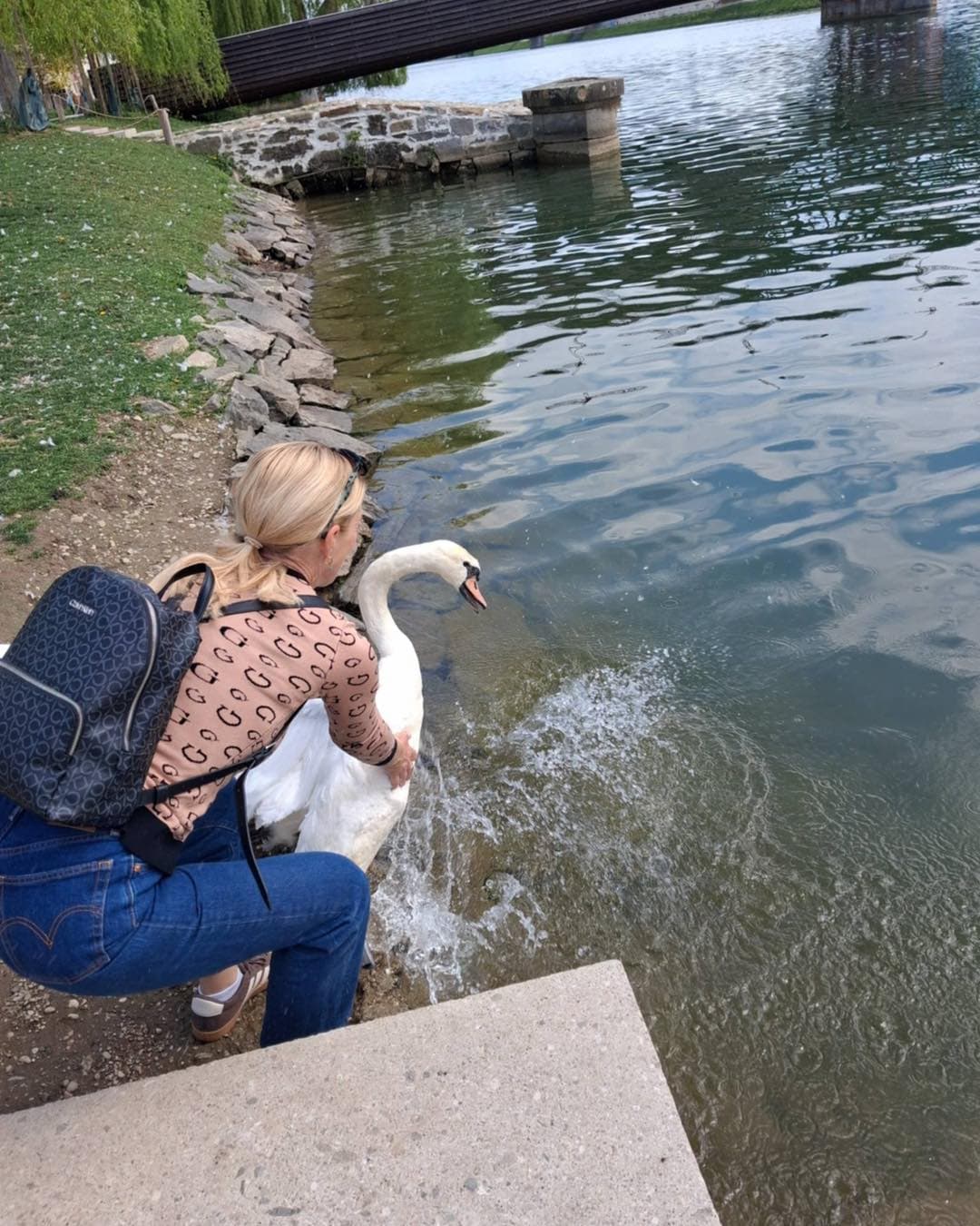 Ogrožanje zaščitene vrste labodov v Mariboru ob reki.