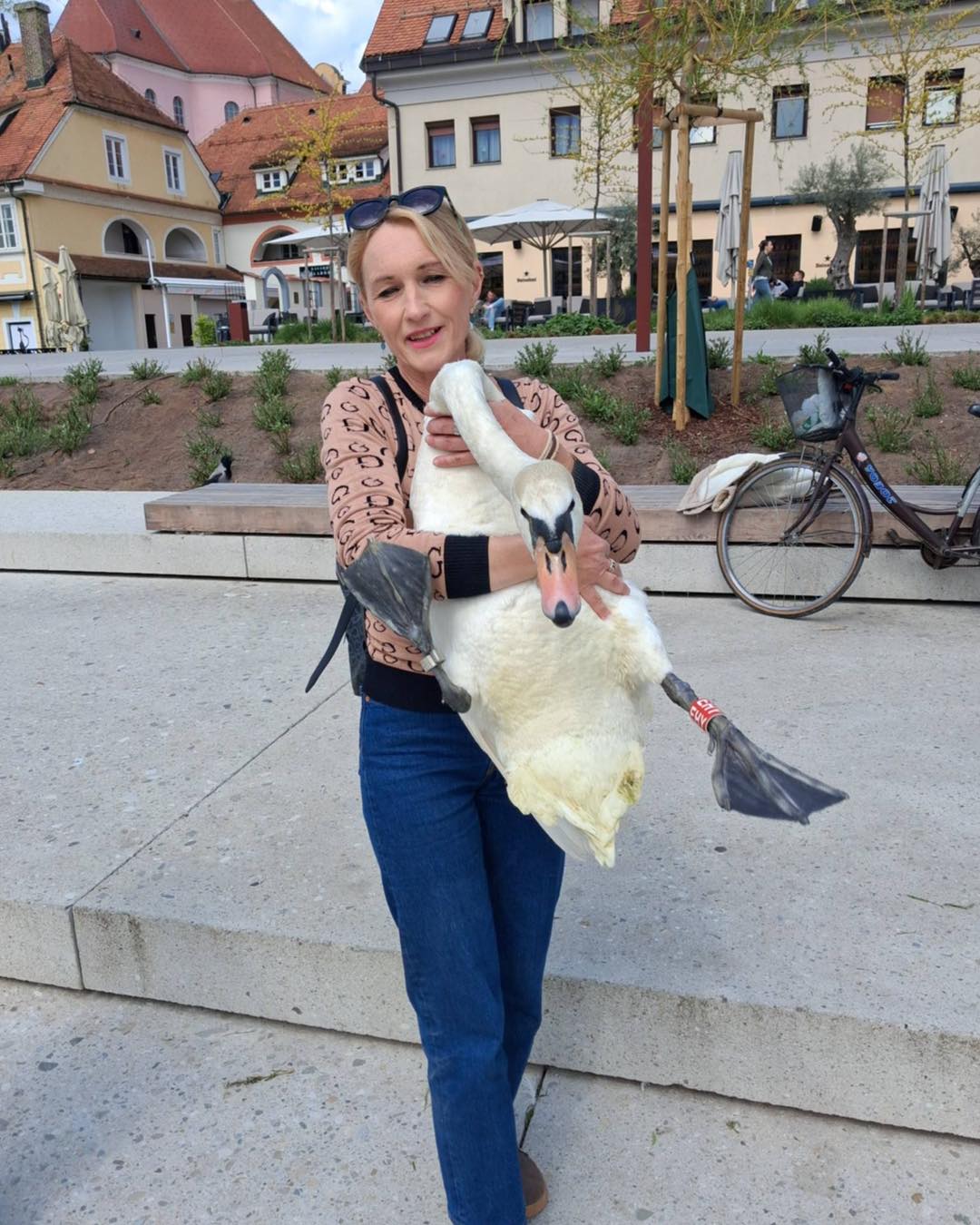 Varovanje ogrožene vrste labodov v Mariboru, mlada ženska drži laboda na javni površini.