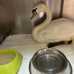 Varna laboda v zavetišču, zaščitena vrsta, ogrožena ptica v Mariboru.