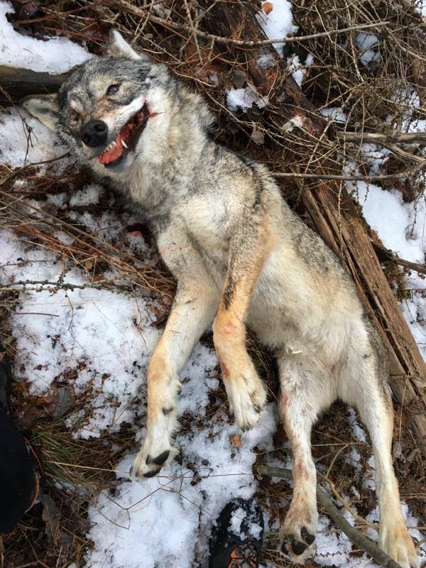 67873255 1072796222917350 3527835623824031744 n