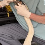 𝗩 𝗠𝗮𝗿𝗶𝗯𝗼𝗿𝘂 𝘀𝗼 𝗽𝗿𝗼𝘀𝘁𝗼𝘃𝗼𝗹𝗷𝗰𝗶 𝘇𝗻𝗼𝘃𝗮 𝗿𝗲š𝗲𝘃𝗮𝗹𝗶 𝗹𝗮𝗯𝗼𝗱𝗸𝗼 𝘇𝗮𝗿𝗮𝗱𝗶 𝗿𝗶𝗯𝗶š𝗸𝗲𝗴𝗮 trnka in silka 𝘃 𝗸𝗹𝗷𝘂𝗻𝘂.