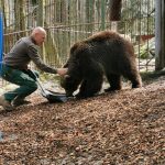 Varnostni delavec in medved v ujetništvu v naravnem okolju, zaščita in oskrba divjih živali.