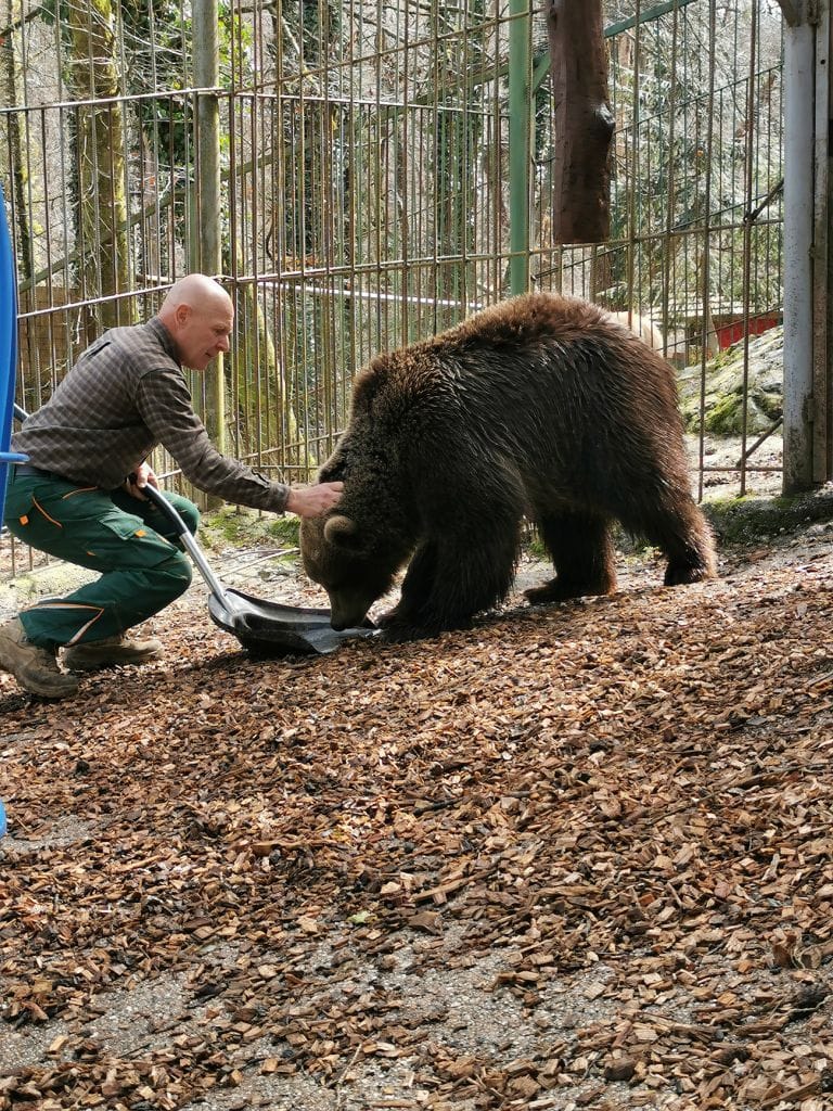 Varnostni delavec in medved v ujetništvu v naravnem okolju, zaščita in oskrba divjih živali.