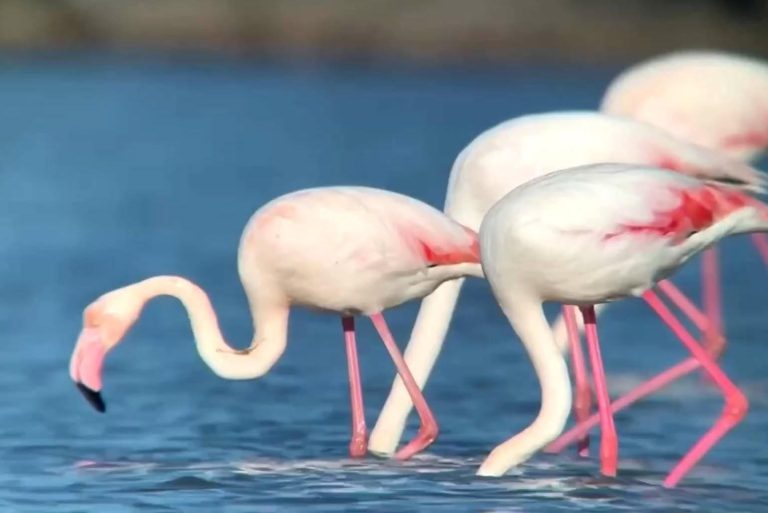 Plameni flamingi v naravni vodi, simbol lepote in naravne raznolikosti živali.