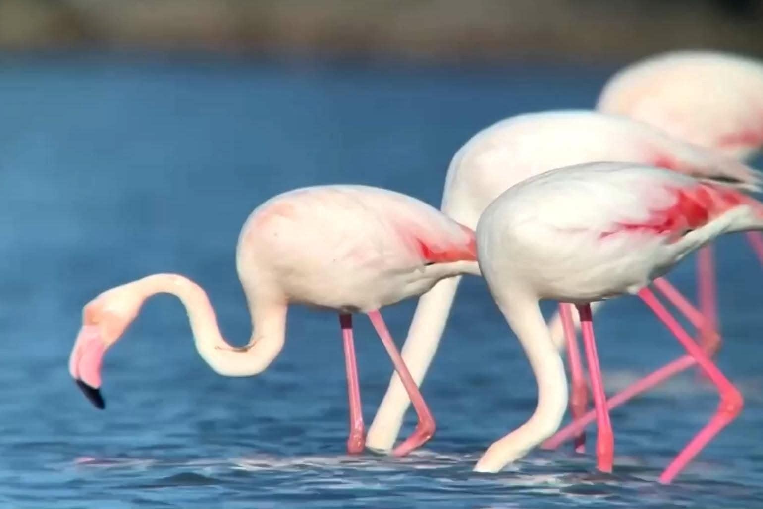 Plameni flamingi v naravni vodi, simbol lepote in naravne raznolikosti živali.