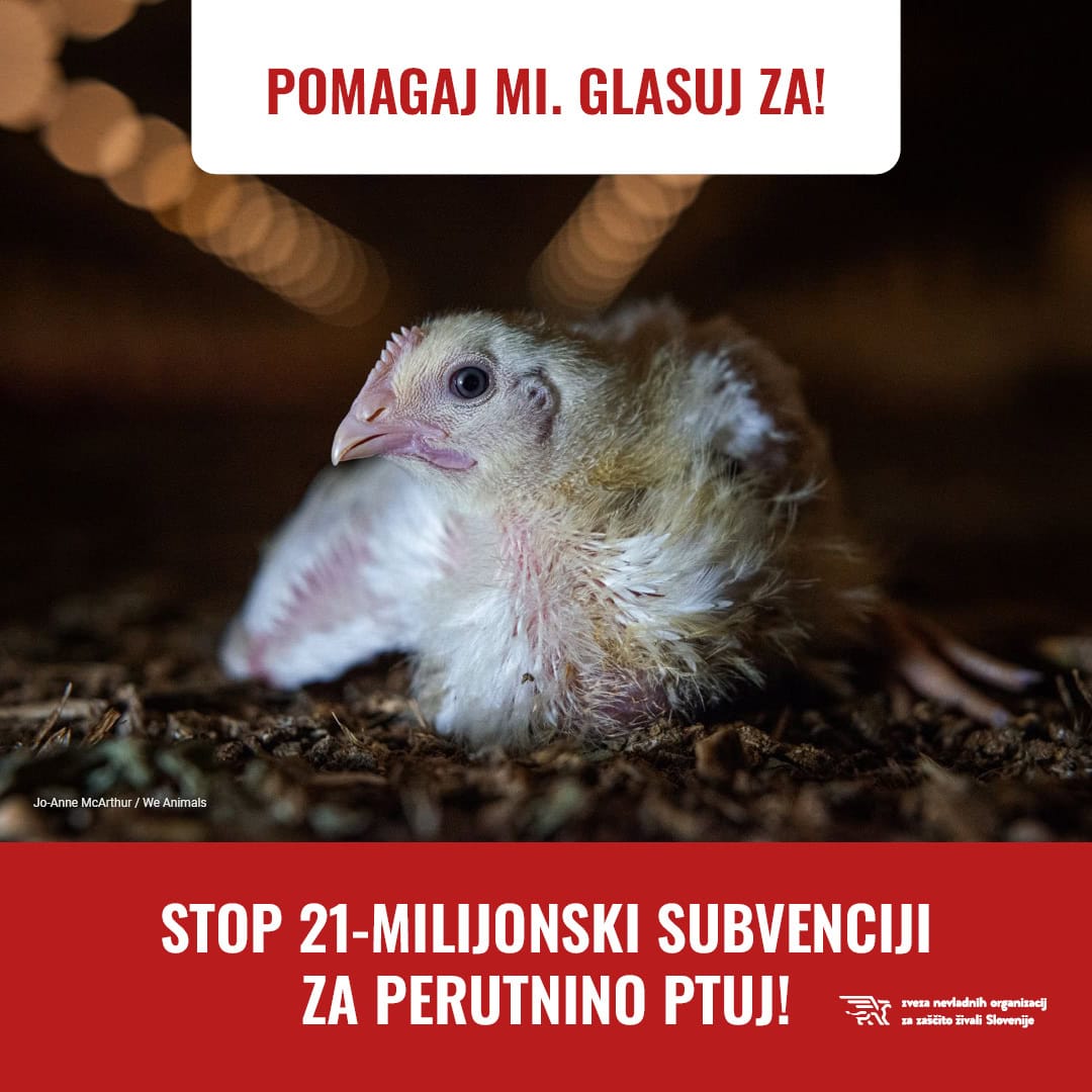 Perutnina ptuj FB IG18 1