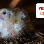 Opravičen ALT tag: Mladi ptič na tleh s sporočilom za pomoč in glasovanje.