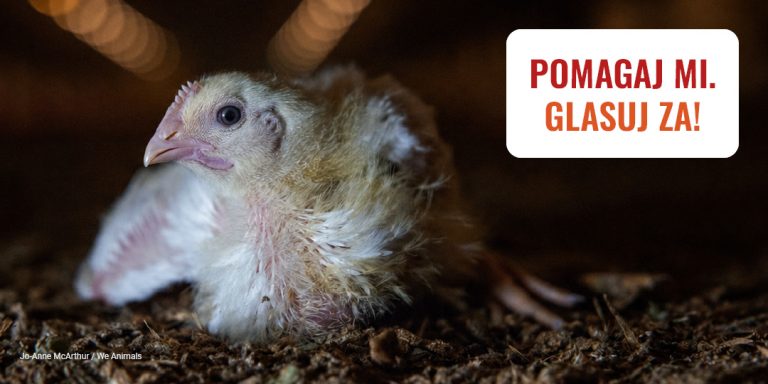 Opravičen ALT tag: Mladi ptič na tleh s sporočilom za pomoč in glasovanje.