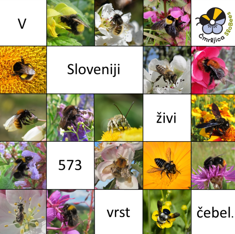 20. MAJ – SVETOVNI DAN ČEBEL 2 Posnetek zaslona 124 768x764 2