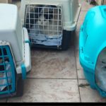 Sterilizacija, kastracija prostoživečih mačk