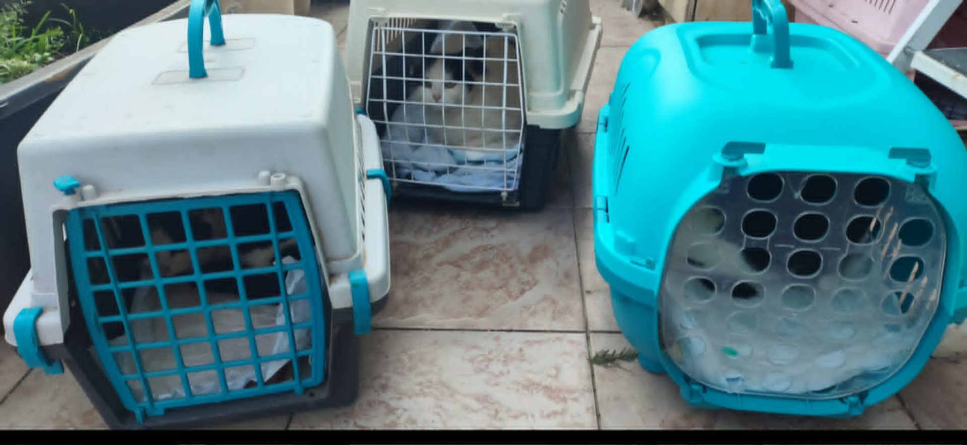 Sterilizacija, kastracija prostoživečih mačk