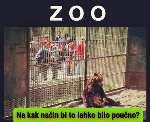 Medved v zavetišču, ki sedi na tleh za ograjo v živalskem vrtu.