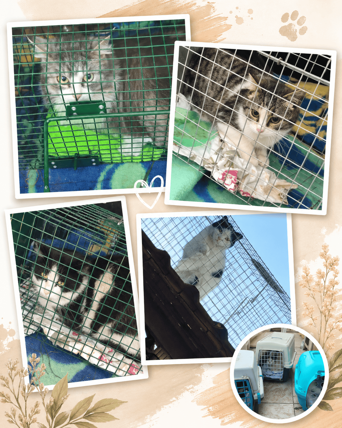 Vrvica za mačke v kletki, zaščitena s kovinsko mrežo, za varno bivanje in prevoz mačk.