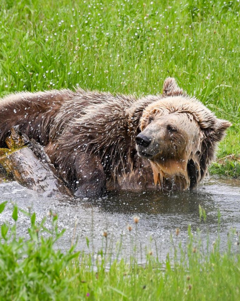 Medved kot turistična atrakcija? 3 dushi 1