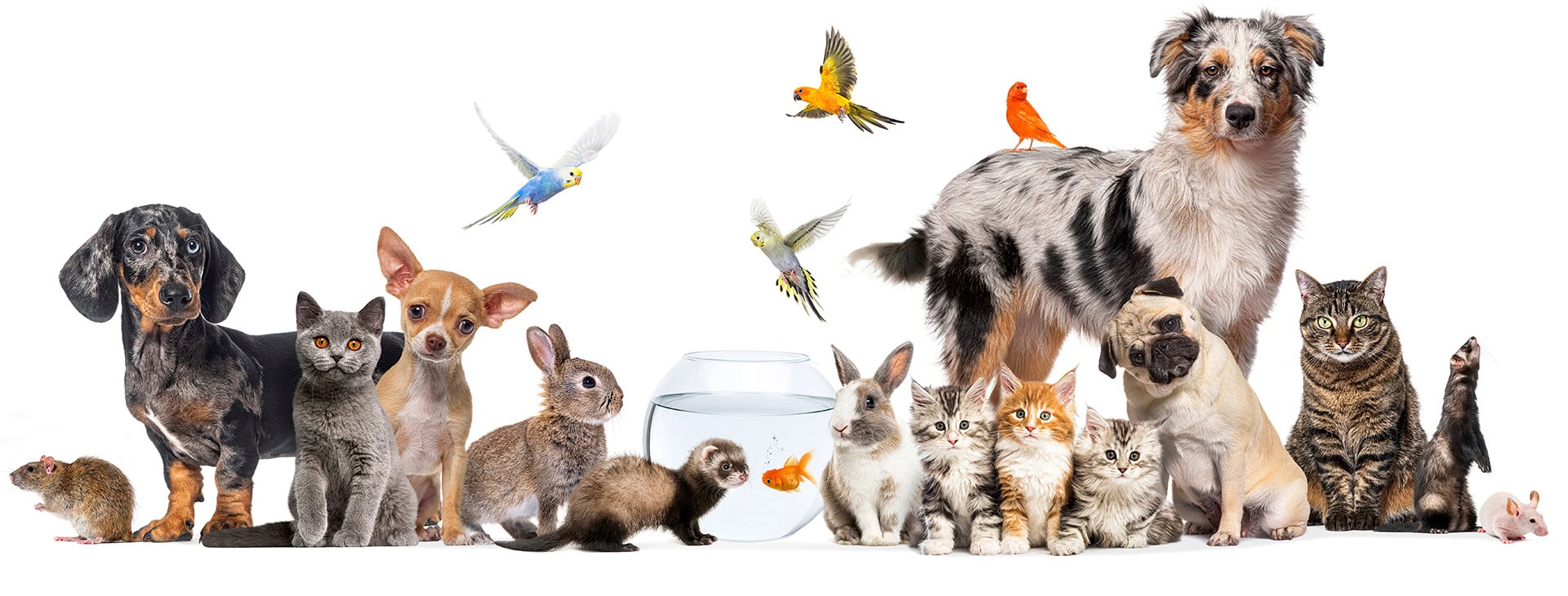 Domov 4 AniMa - Animals Matter