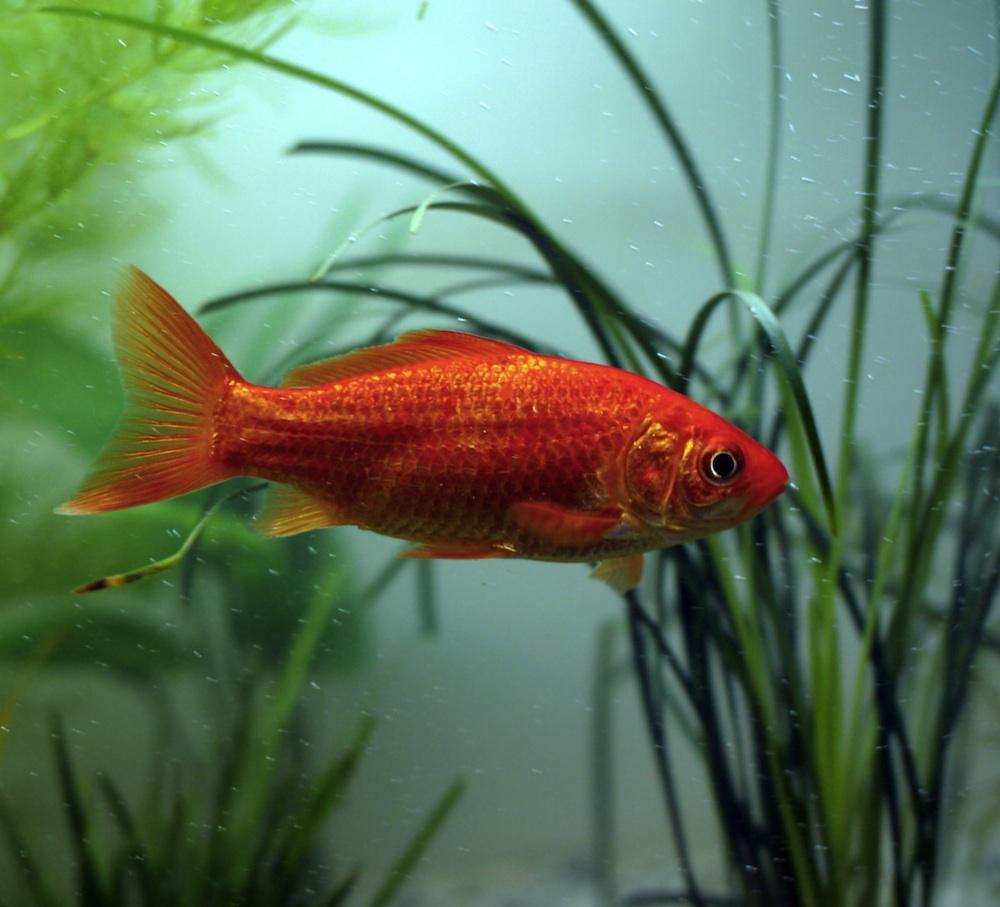 ZLATE RIBICE IN NJIHOVA OSKRBA 1 slika original 1308042391 65344